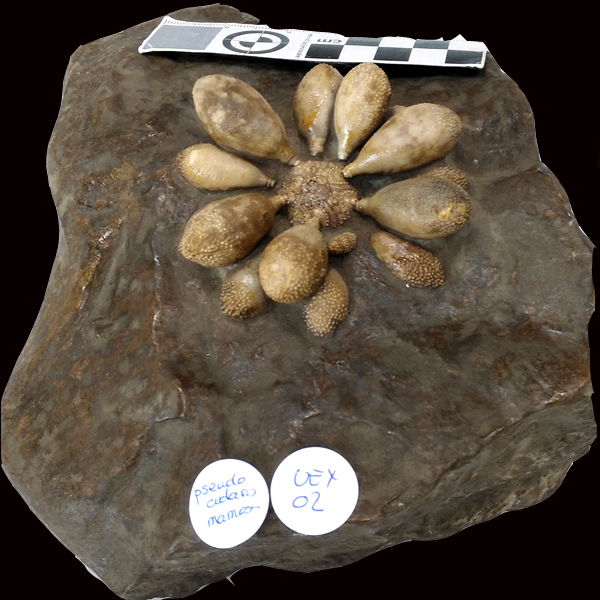 Registro fósil Pseudocidaris mammosa