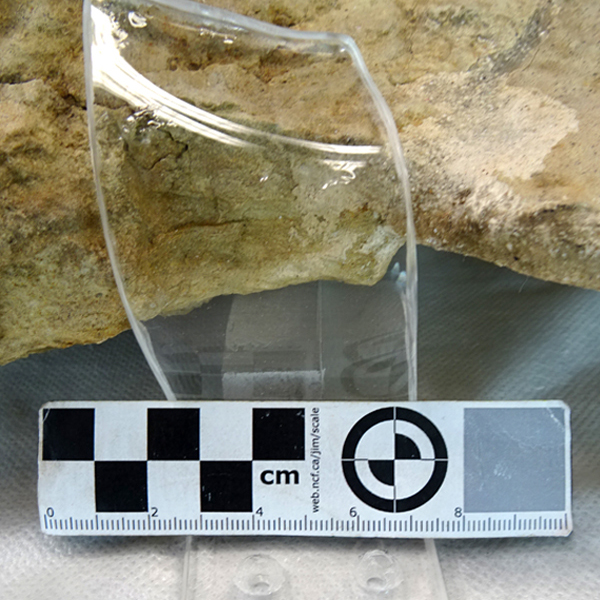 Sujeción vertical de metacrilato para ammonite