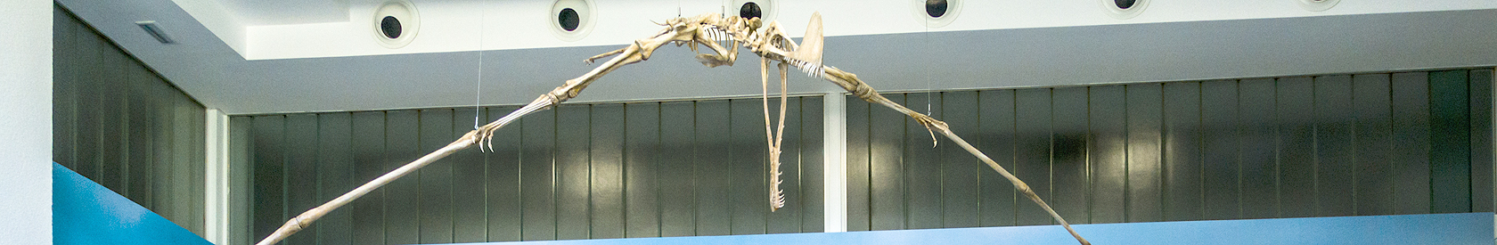 Revive al pterosaurio Tropeognatus