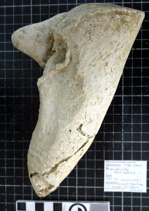 Bivalvo hipurítido Praeradiolites donado por el Museo del Carmen de Onda (Castellón) al Museu de la Universitat de Valencia d´Història Natural