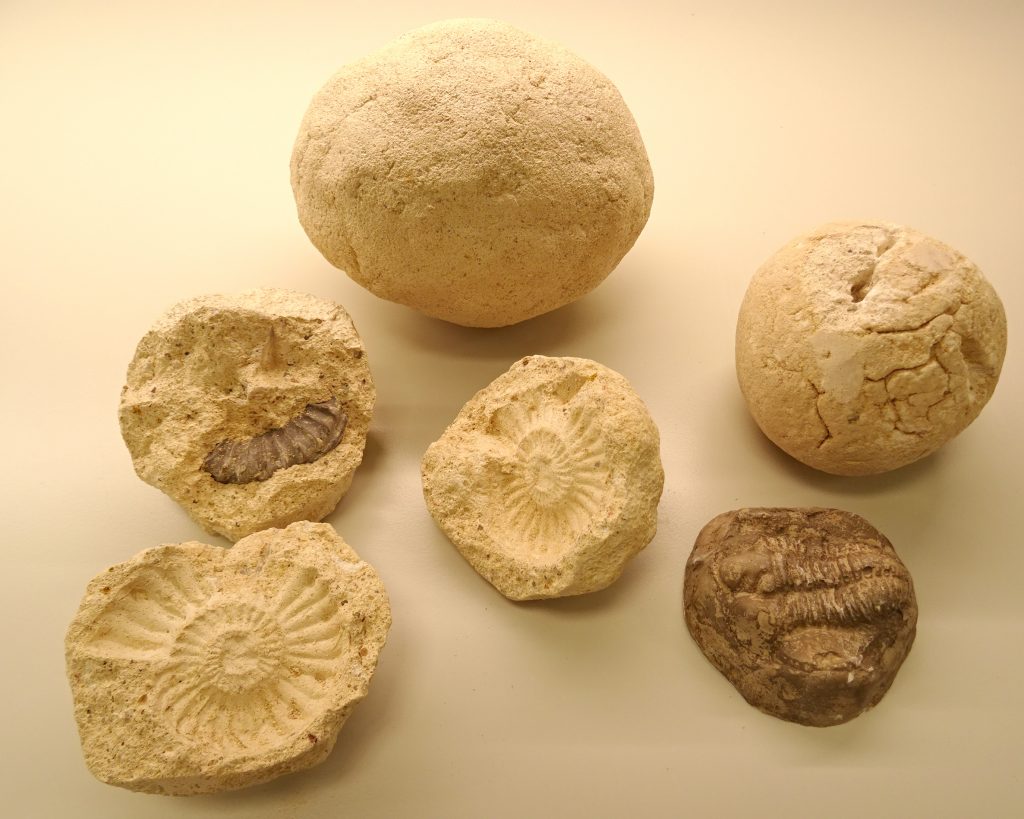 réplicas de fósiles en escayola, incluidos en nódulos de arena
