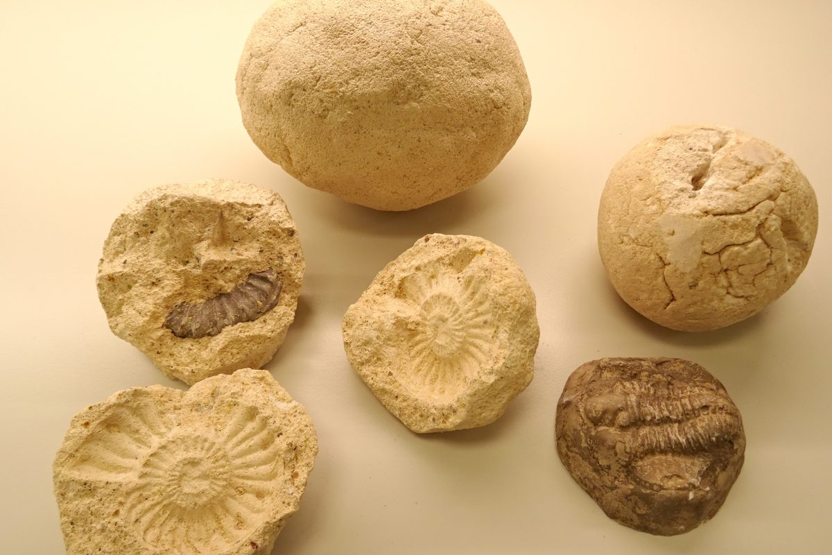 nódulos con fósiles