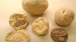 nódulos con fósiles