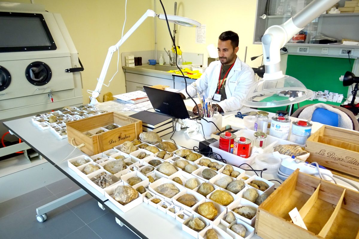 Laboratorio preparación paleontológica