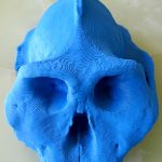 Cráneo Paranthopus aethiopicus 3d